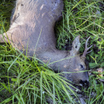 Sainte Gemmes s/Loire LOIRE_13